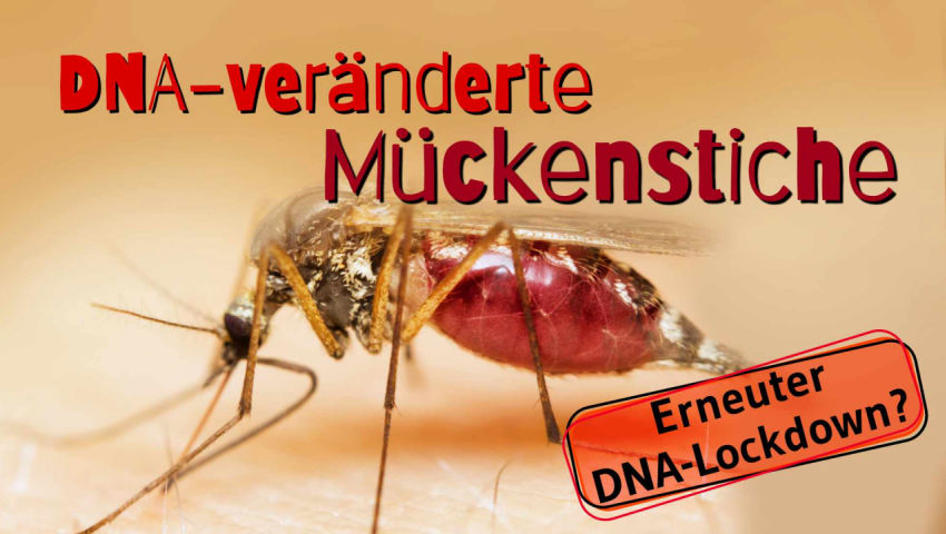 Erneuter DNA-Lockdown – durch DNA-veränderte Mückenstiche möglich?