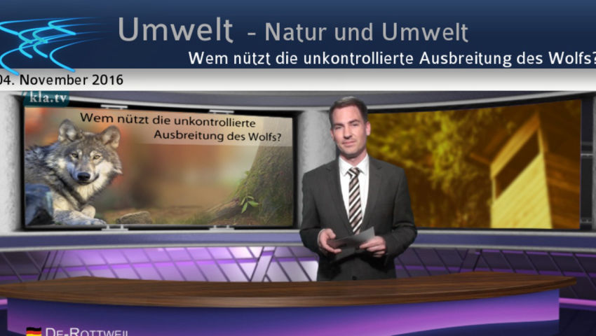 Wem nützt die unkontrollierte Ausbreitung des Wolfs?