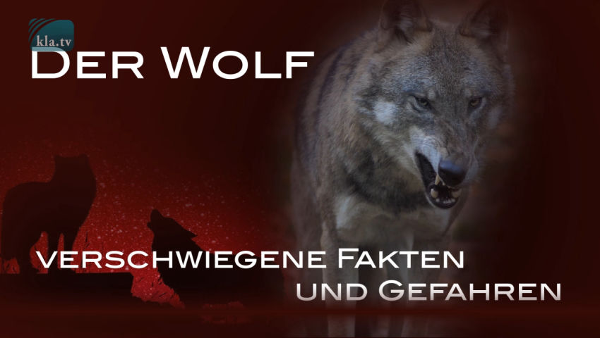 Der Wolf – Verschwiegene Fakten und Gefahren