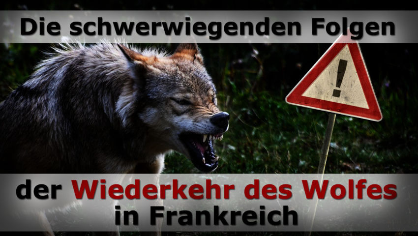 Die schwerwiegenden Folgen der Wiederkehr des Wolfes in Frankreich