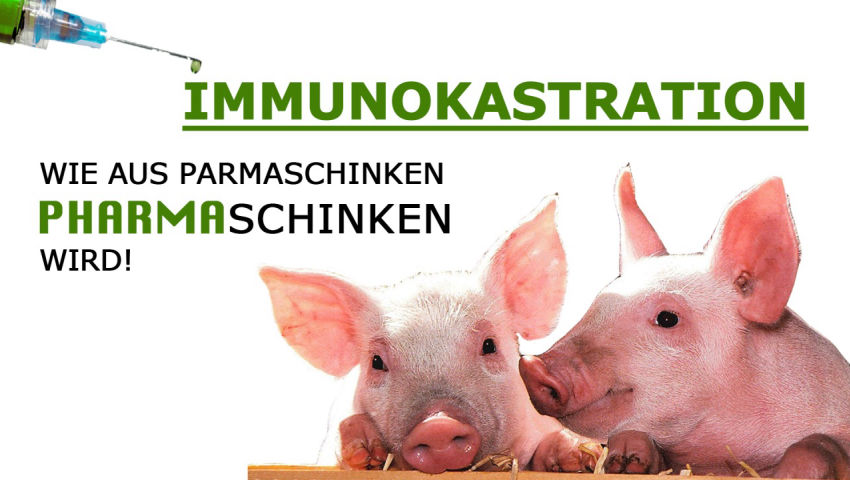 Immunokastration: Wie aus Parmaschinken-Pharmaschinken wird!