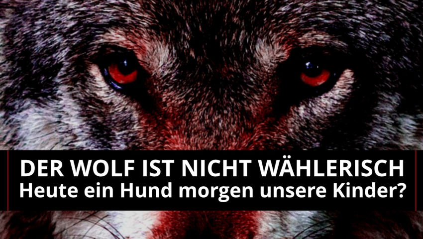 Der Wolf ist nicht wählerisch: Heute ein Hund – morgen unsere Kinder?