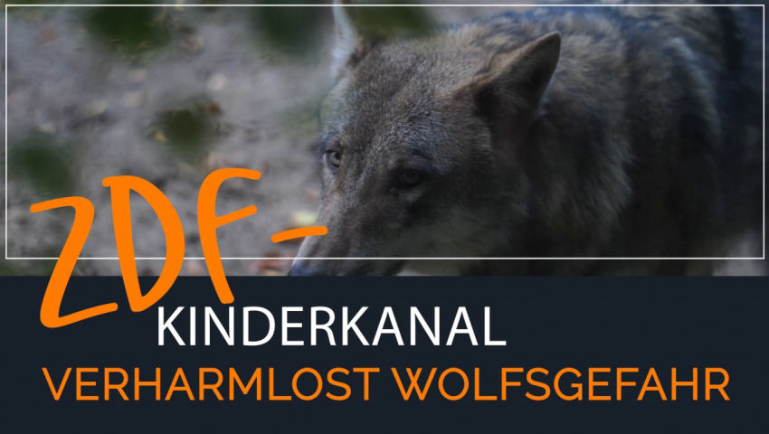 ZDF-Kinderkanal verharmlost Wolfsgefahr