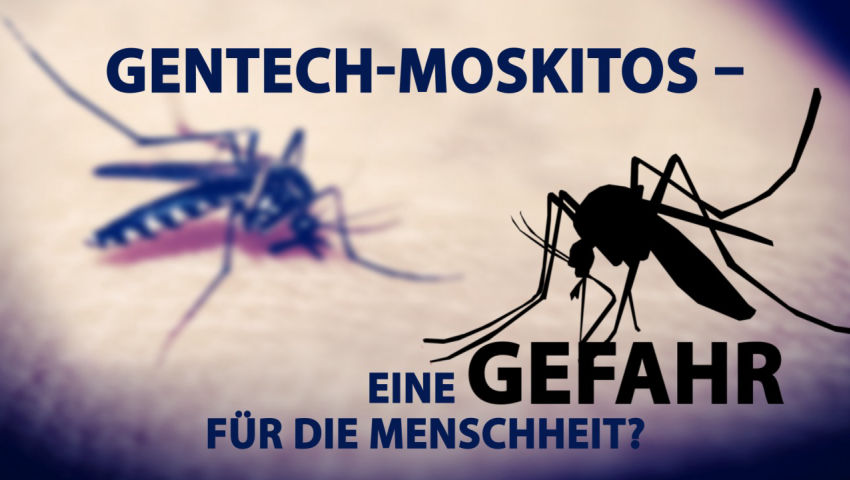 Gentech-Moskitos – eine Gefahr für die Menschheit?