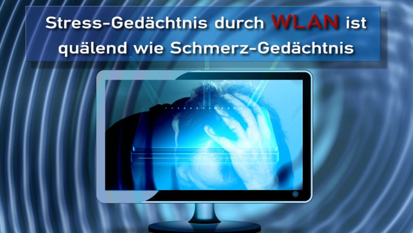 Stress-Gedächtnis durch WLAN ist quälend wie Schmerz-Gedächtnis