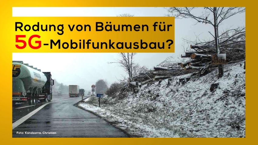 Rodung von Bäumen für 5G-Mobilfunkausbau?