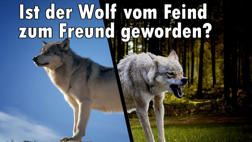 Ist der Wolf vom Feind zum Freund geworden?