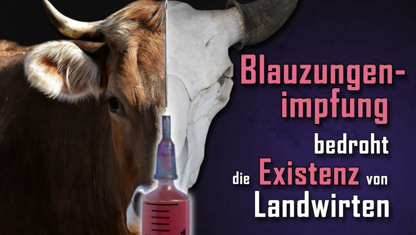 Blauzungenimpfung bedroht die Existenz von Landwirten