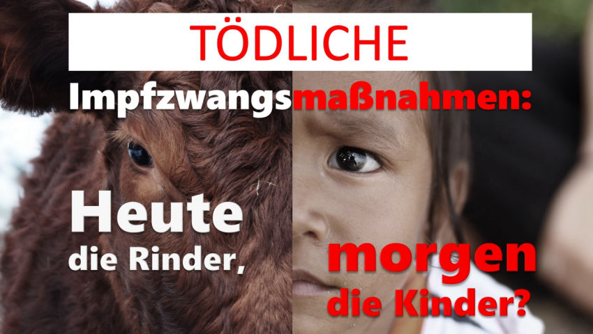 Tödliche Impfzwangsmaßnahmen: Heute die Rinder, morgen die Kinder?