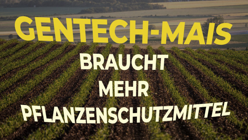 Gentech-Mais braucht mehr Pflanzenschutzmittel