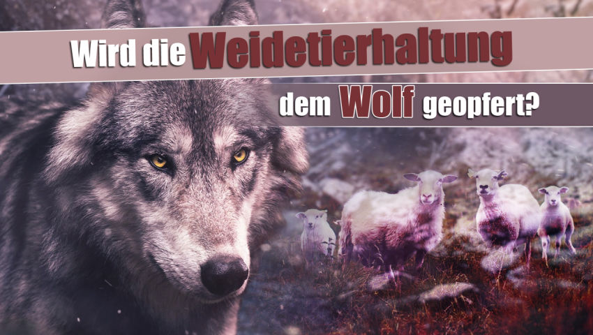 Wird die Weidetierhaltung dem Wolf geopfert?