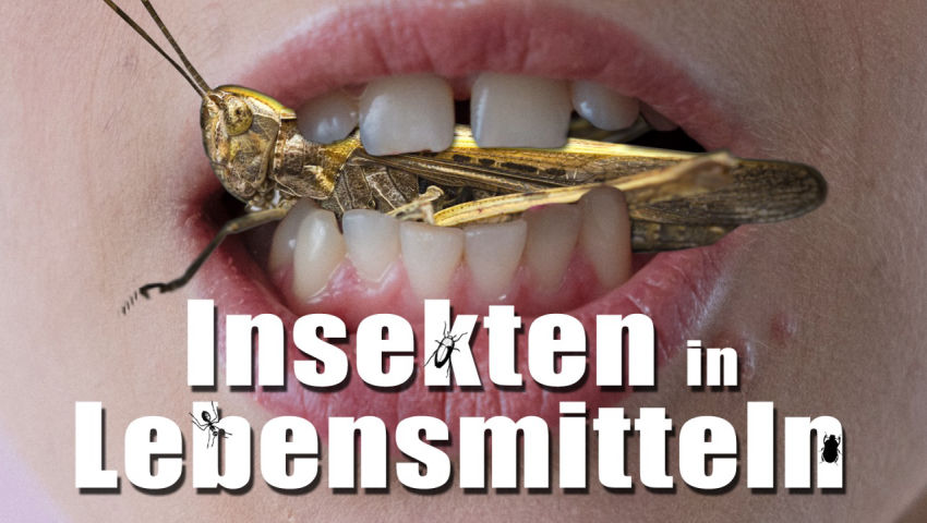 Ekelerregend - Die Akte „Insekten in Lebensmitteln“