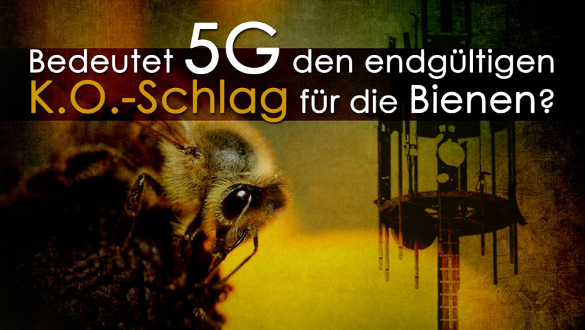 Bedeutet 5G den endgültigen K.o.-Schlag für die Bienen?