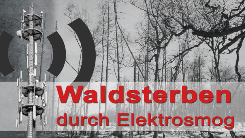 Waldsterben durch Elektrosmog