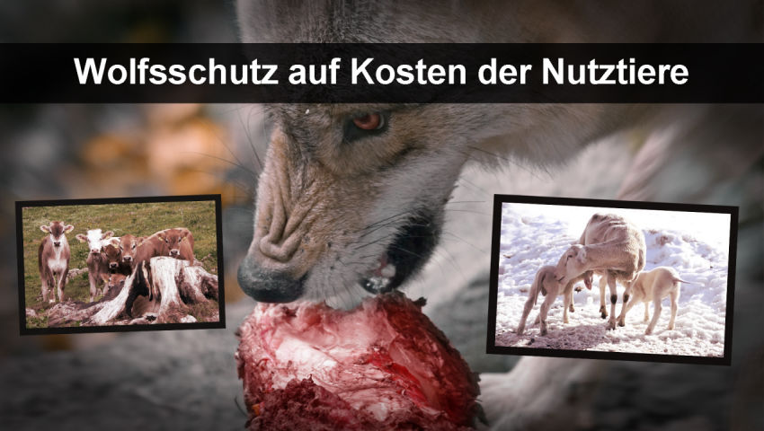 Wolfsschutz auf Kosten der Nutztiere